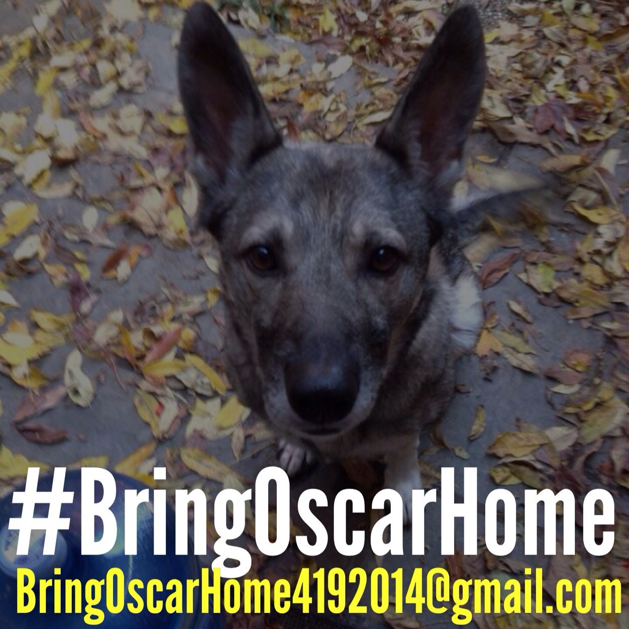 Hi, I'm Oscar! I got lost on April 19th from the yard of 10 Wells Road Granby, CT around 5 am. 
I miss my family, help me get home! #BringOscarHome Reward.