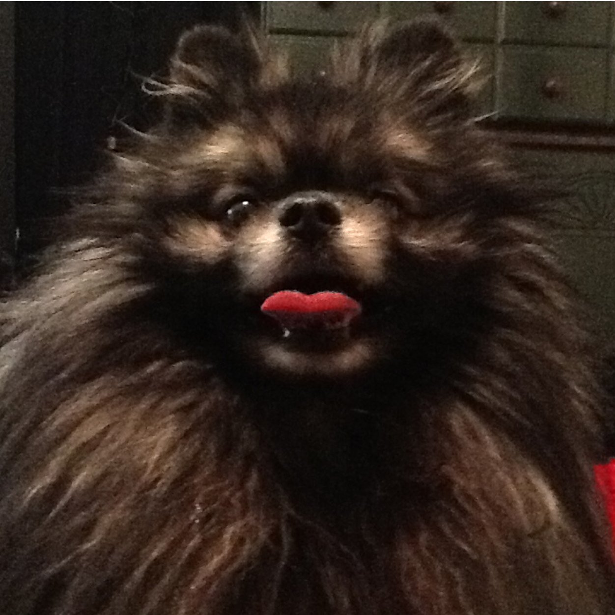 BanditStarr's profile picture. I have been filming my life since the 1980s and I love Pomeranians and sketching with watercolors….