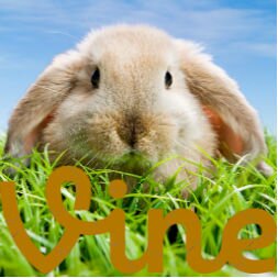 6秒動画Vineのかわいい動物動画を紹介します。動物たちのキュートなしぐさに癒やされたら、お気に入りでコレクションしたり、リツイートして友だちにも知らせてあげてくださいね。フォロー大歓迎♪