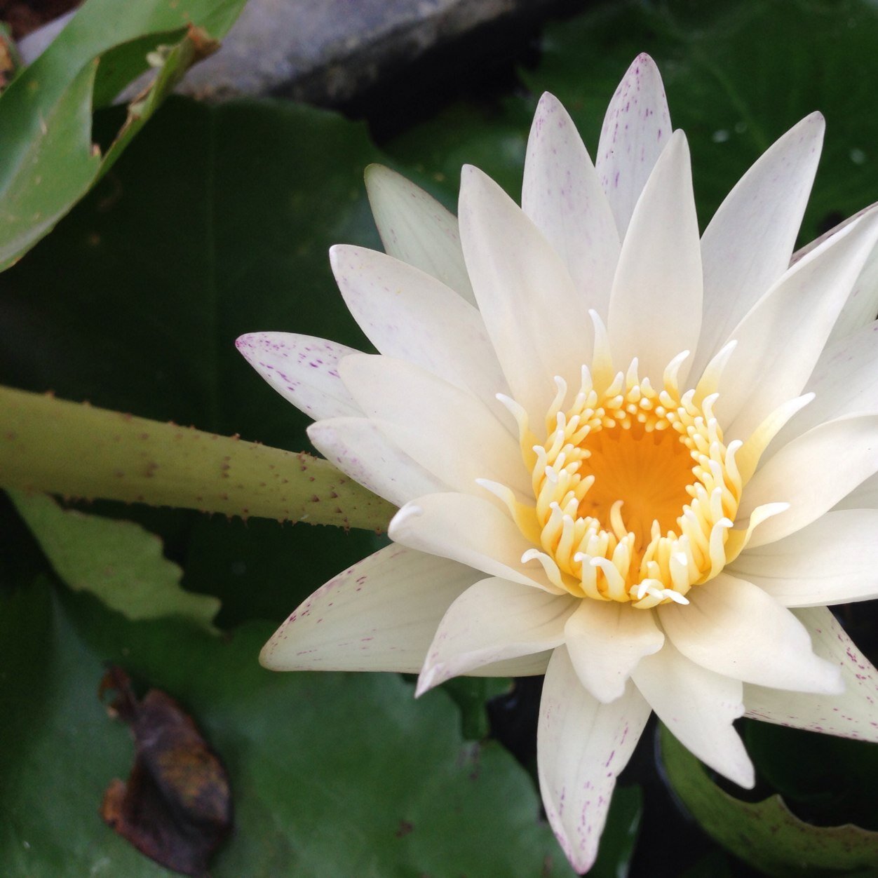 junemkbb's profile picture. #Bibliophile