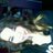 Zahraa_Marsh's profile image