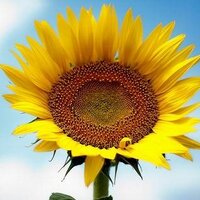 Sustainable Energy (@blog_energy) 's Twitter Profile