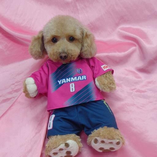 cerezohide's profile picture. セレッソとゴルフが好きなオヤジです