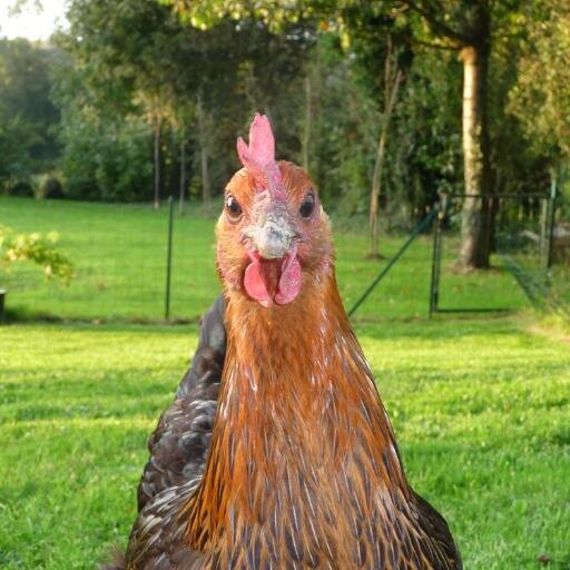 NO bavardages creux, jardin/petit élevage poule BIO, couture, lecture, chorale, vélo, reprendre des études, réconforter les malades il me faut plusieurs vies !