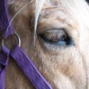 dawn high - @highhorses - Twitter