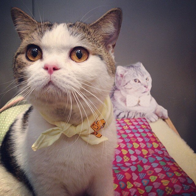 My name is Cat 
I love everything in the world