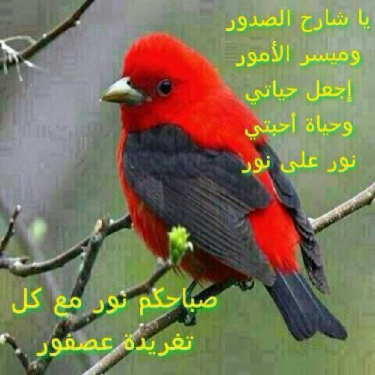 shbaro75's profile picture. 