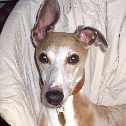 BillyWhittakerS's profile picture. Senior hound at Whittaker Price Khalatian. Petting Zoos - You see a nice day out for the kiddies, I see a potential Nutritional Information Panel