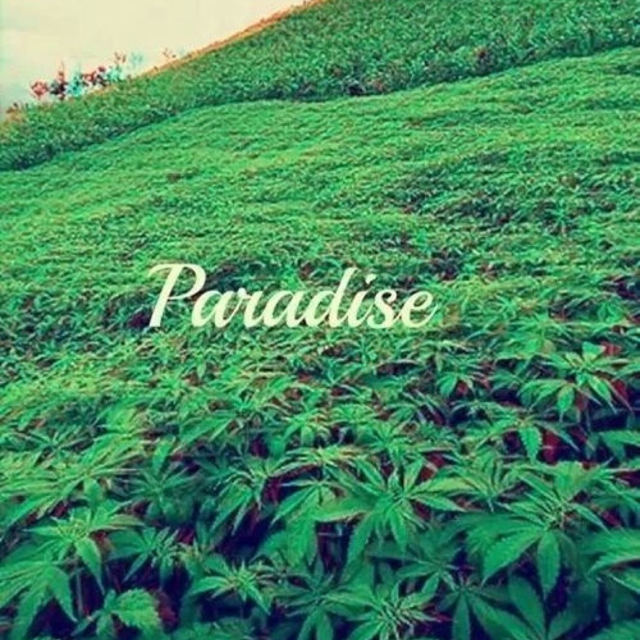 EminemPicture's profile picture. Deux ganja smocker vous explique le tehoreme de phytagore