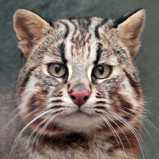 熊本出身の世田谷区民。世田谷区被災動物ボランティア。期限なし休業中。猫3匹（全員♂）と暮らしてます。エロ・マネー関係お断り。相互フォローの方以外の鍵付きの方はブロックいたします。フォロー外しご自由にどうぞ。マイクロチップ＆災害時ペット同伴避難推進!! 脱原発に一票+∞
