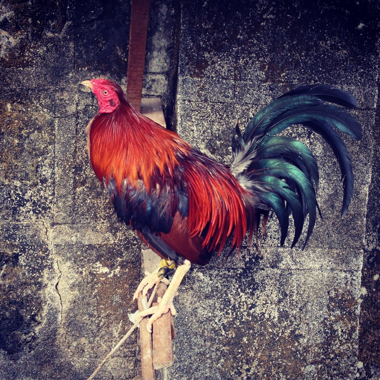 umphwon's profile picture. 