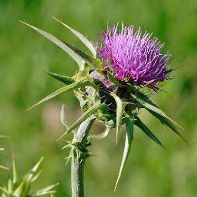 Made in Scotland An online view of Scotland's people views, products & services, launching in 2017/18 fundraising for Scottish & International Charities.