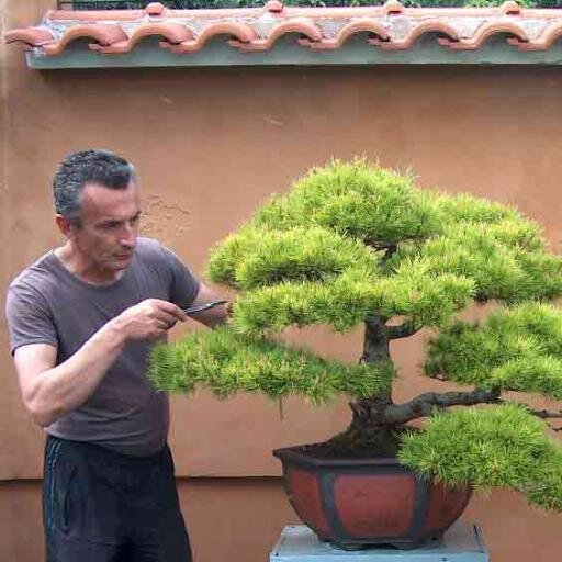 JustBonsai's profile picture. Ornamental Plants & Bonsai Collection
https://t.co/axx3LNoz9P