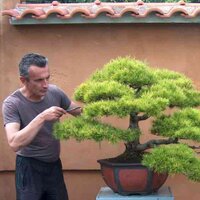 P&B Bonsai Collection, Petar Vrgoc (@justbonsai) Twitter profile photo