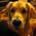 Alime Kuş Özkan (@alimeozkan) Twitter profile photo