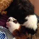 Samantha Cramer - @CramerSdog410 - Twitter