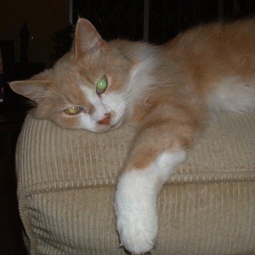 arcmallorca's profile picture. arc mallorca is a 'non profit' animal rescue group, completely self-funded, rescuing abandoned and abused animals on the island of Mallorca.