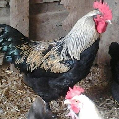 FoggyMntFarm's profile picture. Raising Marans, Easter Eggers, Rhode Island Reds and Barred Rocks