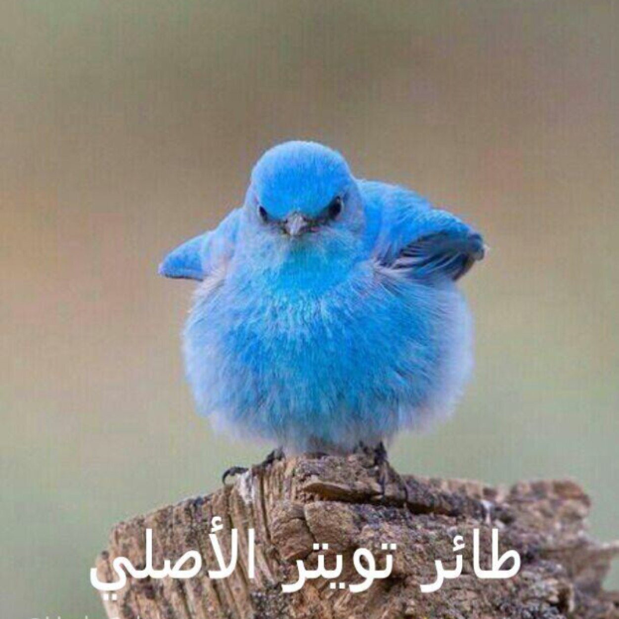 لو دامت لغيرك ما اتصلت إليك