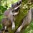 RapidRaccoon's profile image