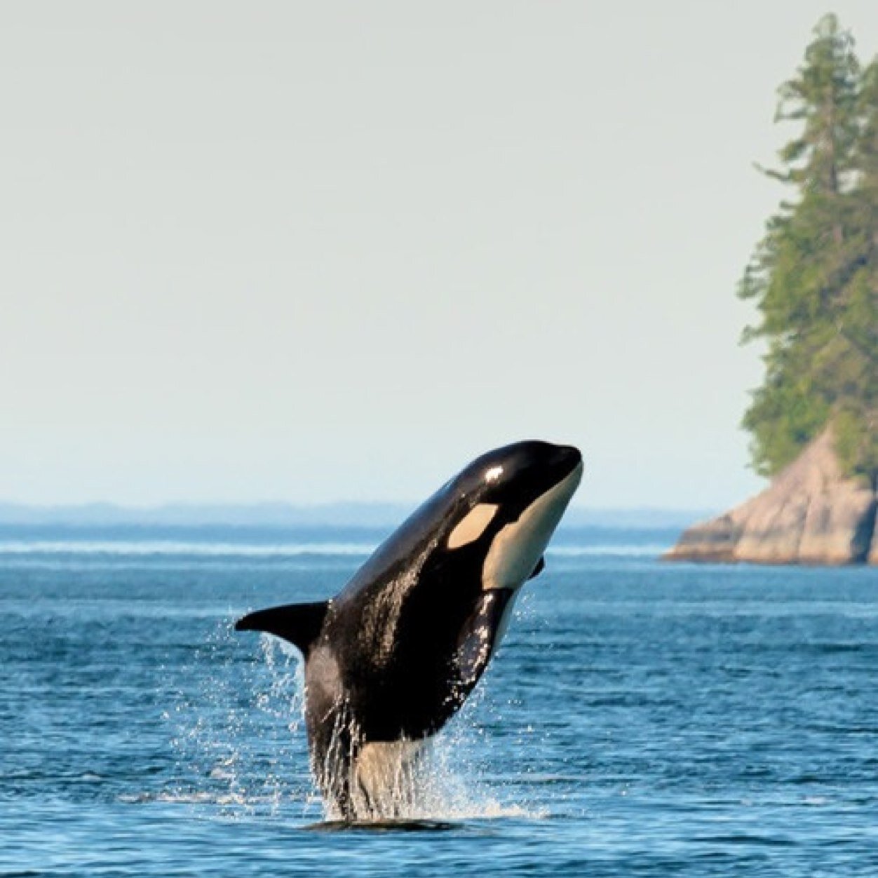 Twenty two year old lover of marine animals. Speaking up for those who can't. Orca's deserve to roam in the wild where they belong ♡ #freetilly & #emptythetanks