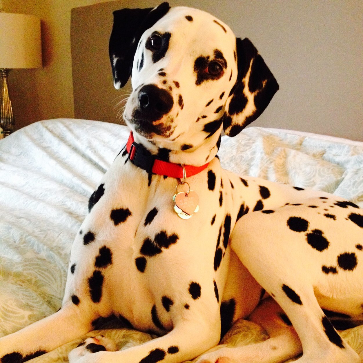 thedg5150's profile picture. Pro wrestling, guitars, horror. But not necessarily in that order.