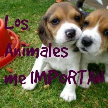 Los Animales Me Importan