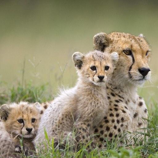 [ Animal News ]