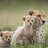 goinsideanimals's profile image