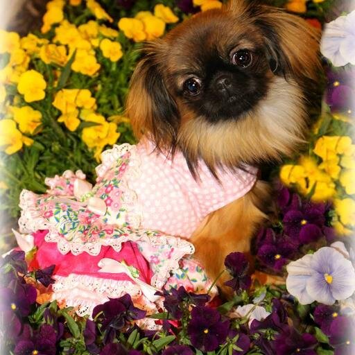 BrinthePrapso's profile picture. Princess Brin the Prapso Shih Tzu to educate and to stomp out the shame of a Prapsos. Save these puppies from being thrown away or ending up in shelters.