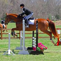 kairoshorses (@kairoshorses) 's Twitter Profile