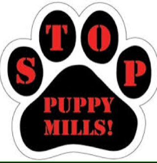 I am a student at Texas State University. My account is to help spread awareness about Puppy Mills.