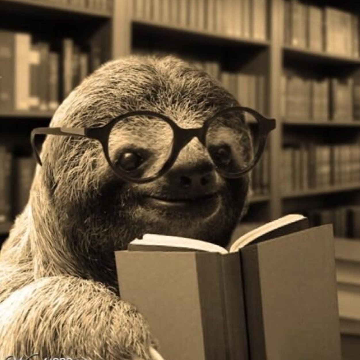 #SlothNation #PatsNation