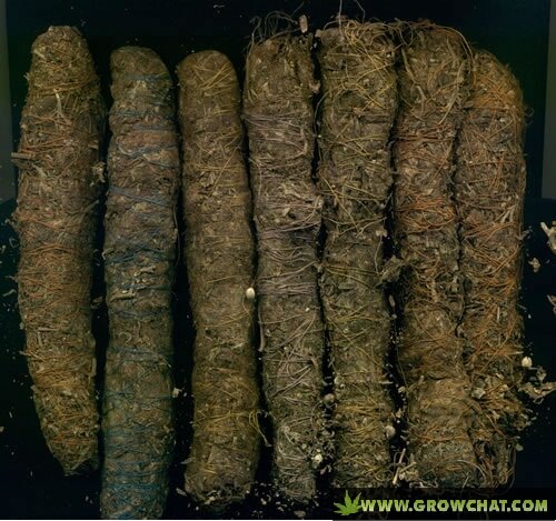Master Cannabolgist