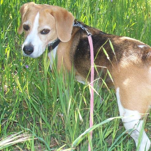 beagle_eyes's profile picture. Jasper, Nugget and Chryssie are three adorable beagles with cute beagle eyes who write funny stuff