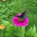 Grace Smith - @Luludogsmith - Twitter