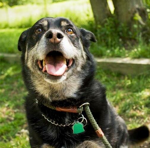 The Mindful K9 Training and Rehabilitation