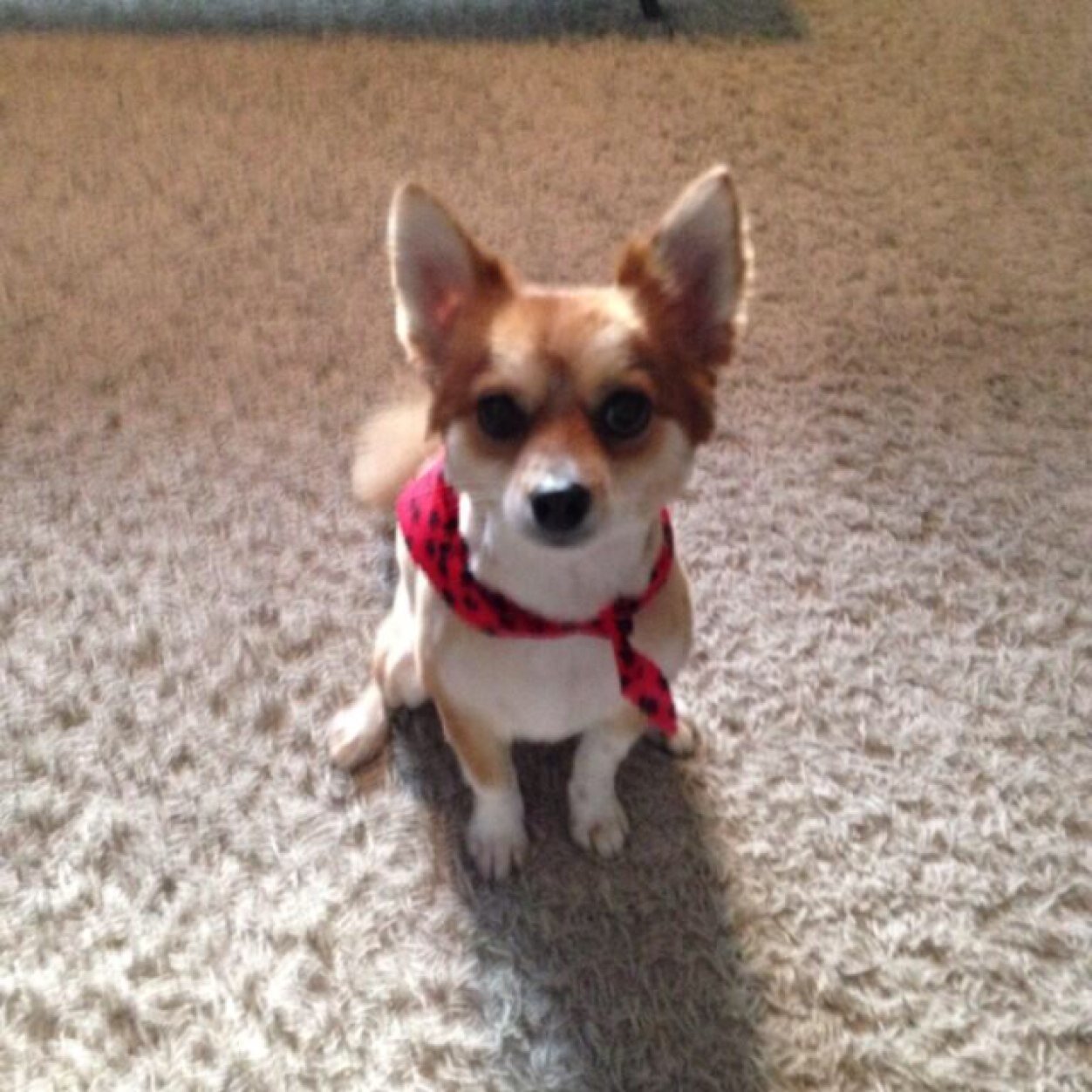 JaxthePuppum's profile picture. I run my house and I love the dugout