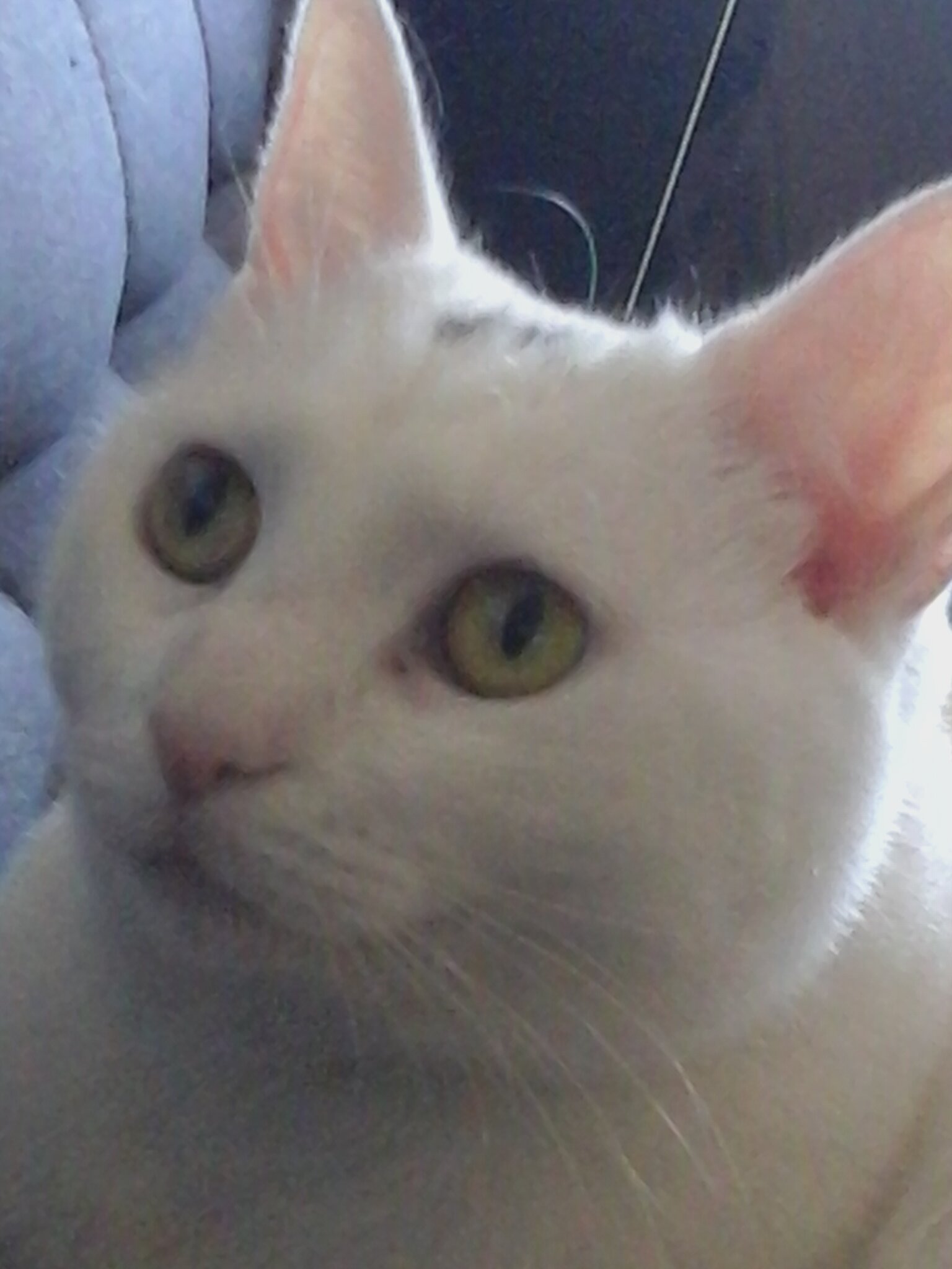 sk0b_'s profile picture. I'm not actually the cat.