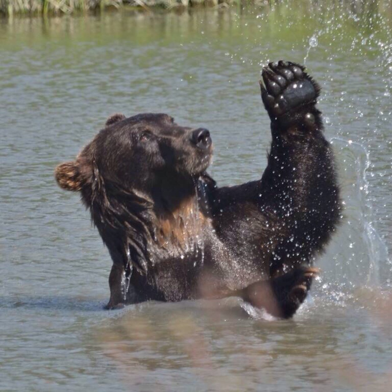 thebigzig's profile picture. 