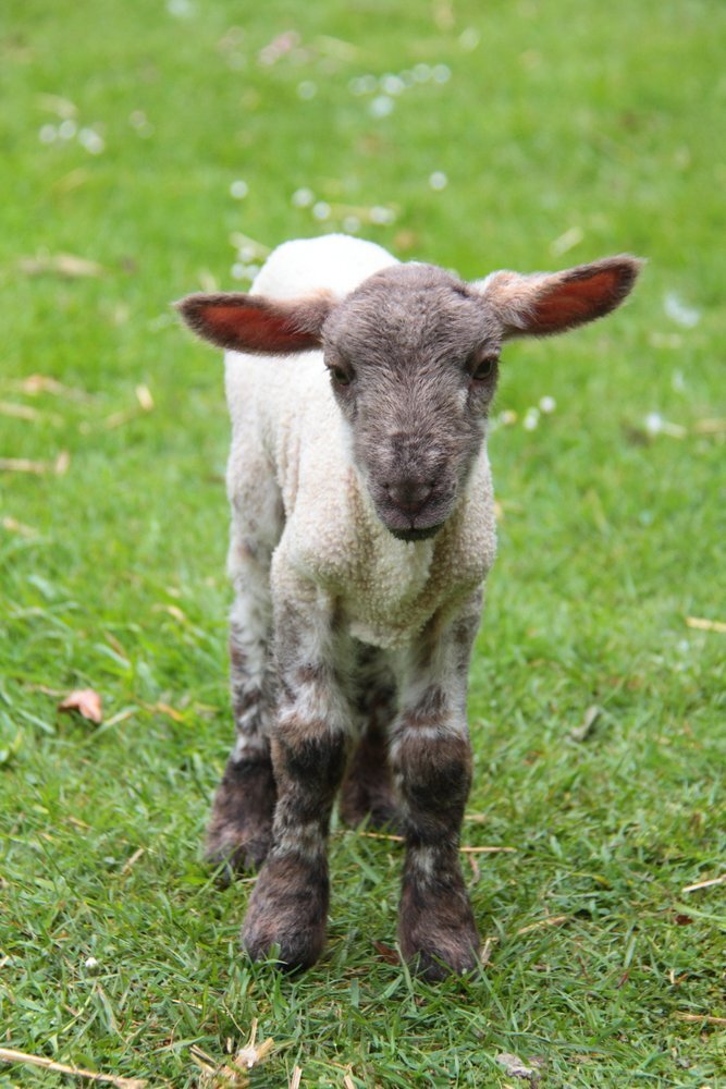 dotthelamb's profile picture. I am a diddy Dot an orphan lamb born 19 April now living in a barn at Caenhill Countryside Centre