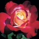 Sue Stoddard - @osuveus - Twitter