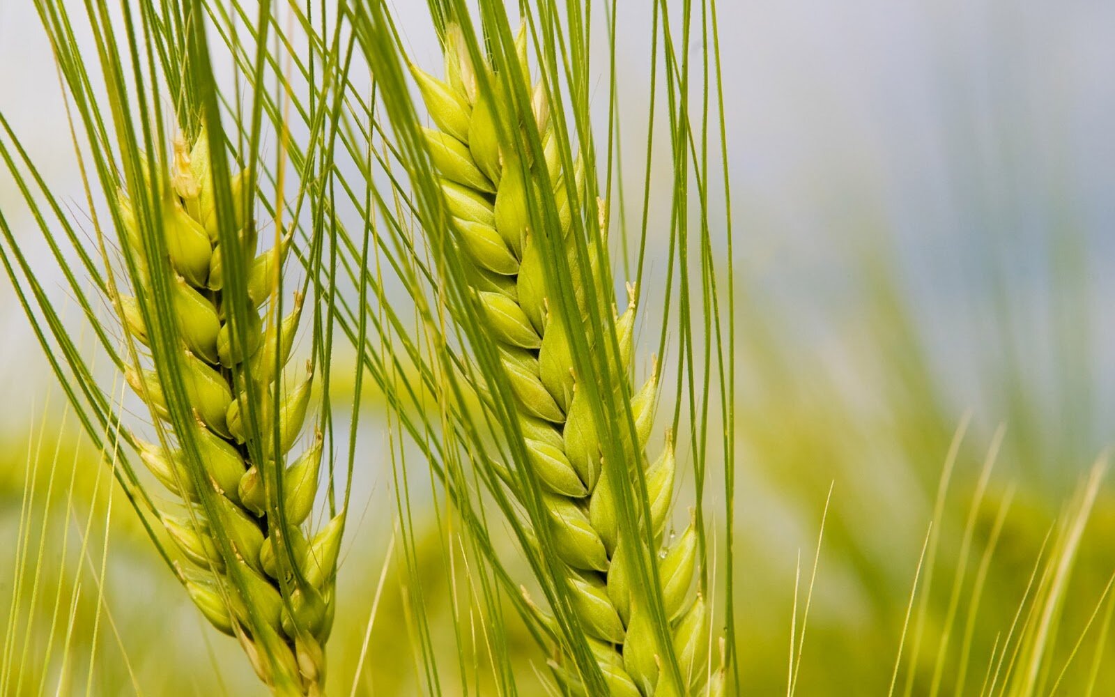 INFORMACIÓN AGROPECUARIA (https://t.co/aIfHblEH8p)