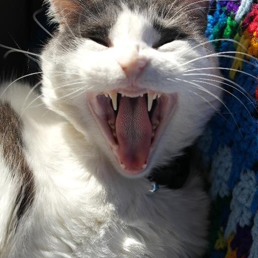 booleiu's profile picture. 