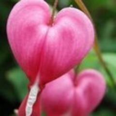 🌷dicentra🌷