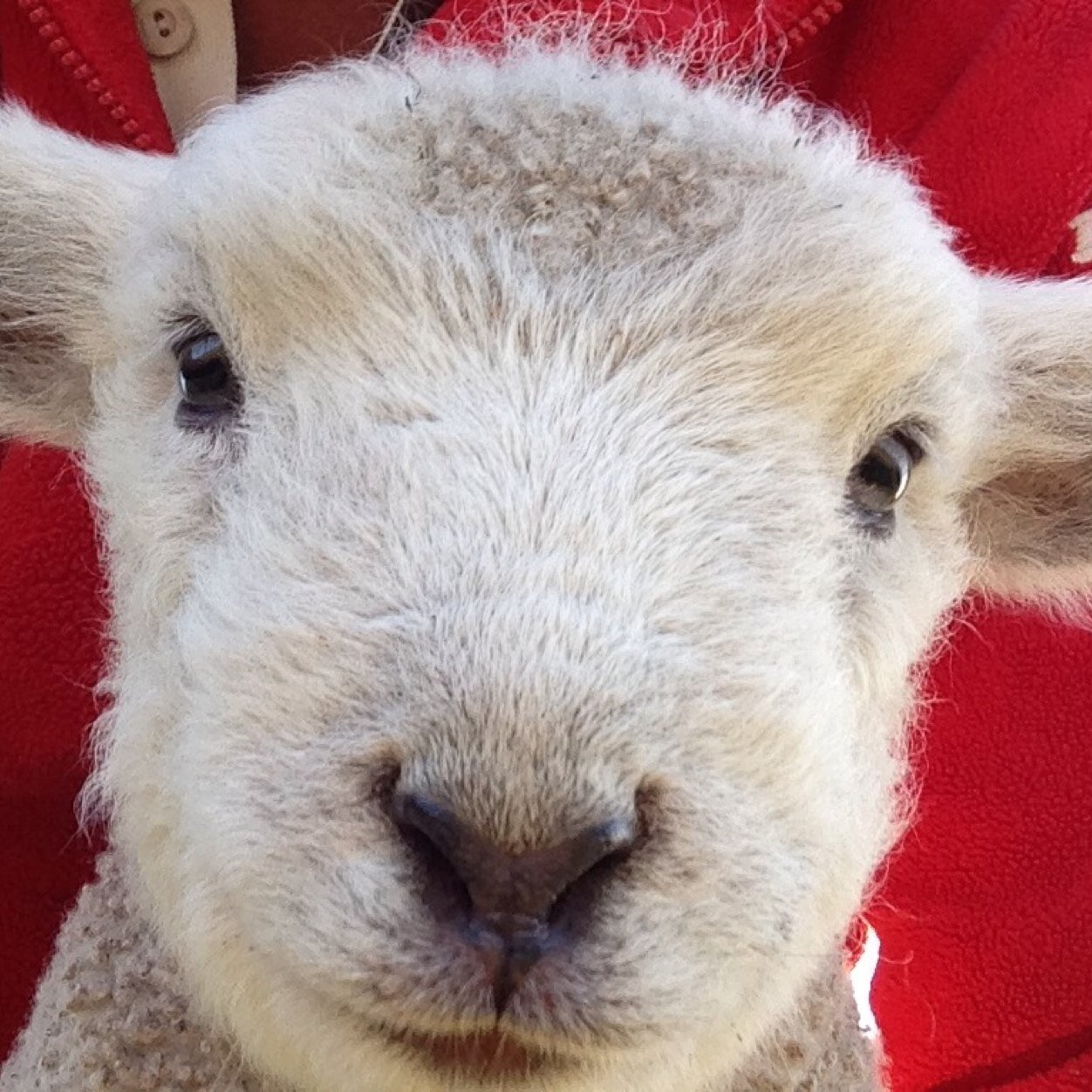 The ramblings of an amateur shepherd trying to look after a flock of pedigree rare breed sheep in North Northumberland.