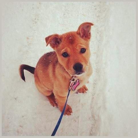 NMU students raise money to help fund the 11 salary-based employees at UPAWS who help animals around the Marquette area find their forever homes. #paypoochpeeps