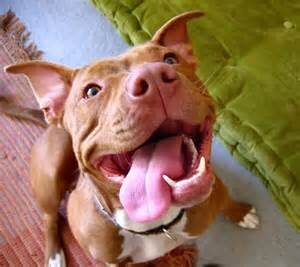 Please donate so we could get the surgery my dog needs