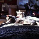 Donna Ireland - @nibbett_donna - Twitter