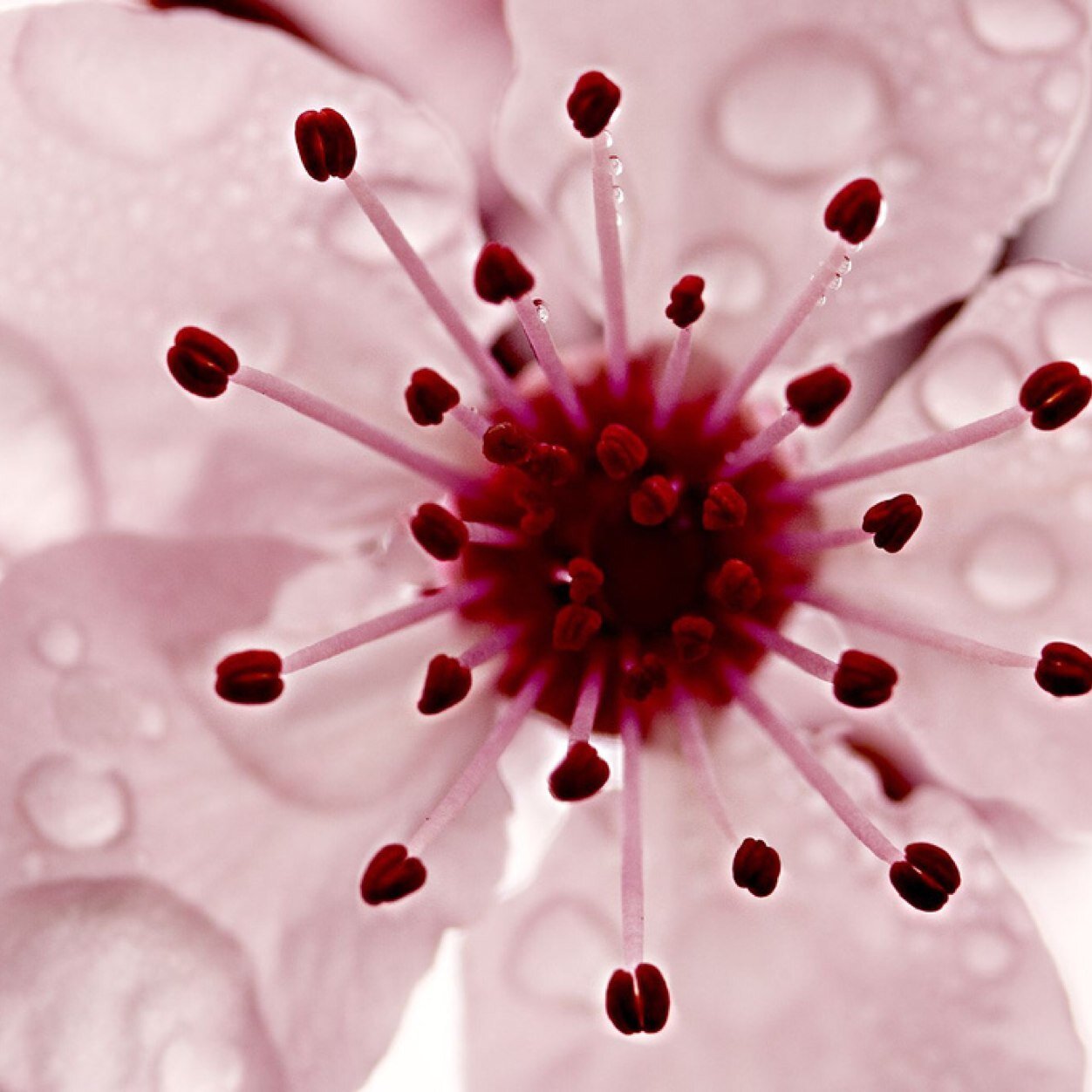 PrincessJonquil's profile picture. 